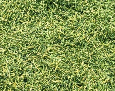 謹防誤導 高致病性禽流感防控無“特效藥”，理性選擇合法獸藥